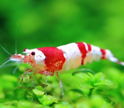 Gamba Cristal roja