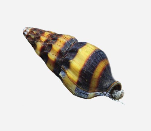 Caracol helena