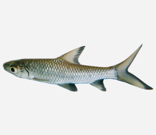 Tiburón Bala