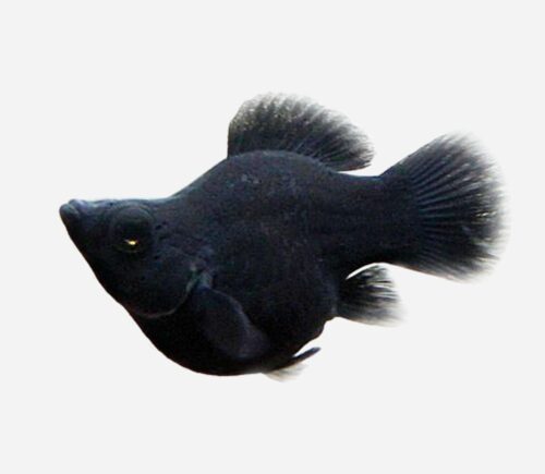 Molly Balón negro