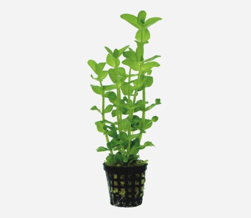 Bacopa amplexicaulis