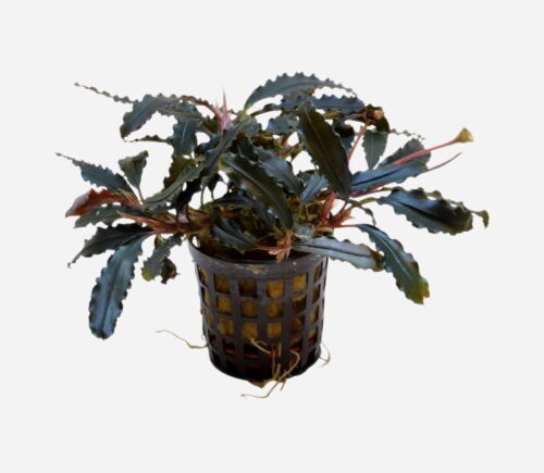 Bucephalandra biblis
