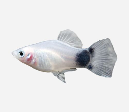 Platy Blanco Mickey