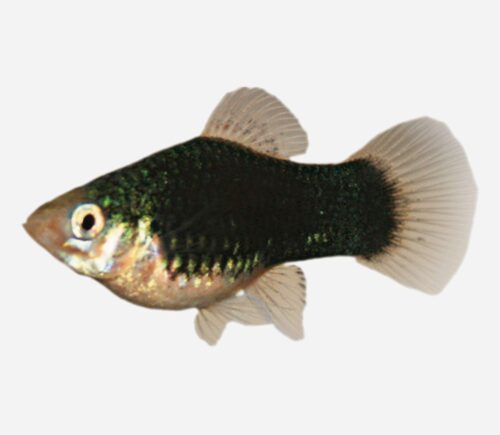 Platy Negro