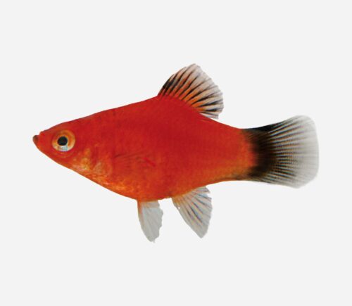 Platy Rojo Wagtail