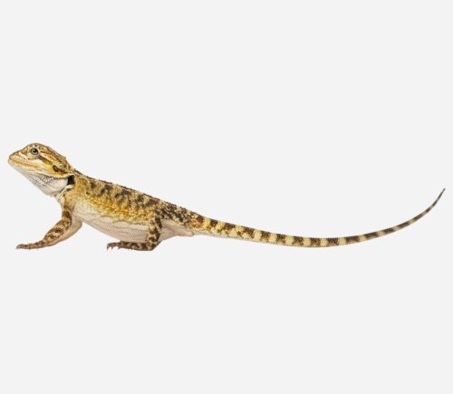 Pogona vitticeps