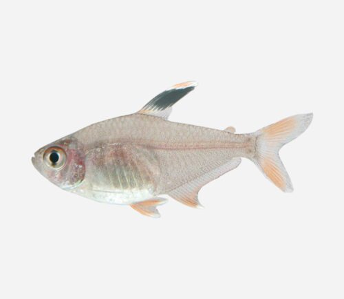Tetra bentosi  💎HQF💎