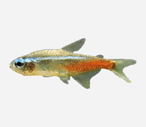 Neón  Cabeza de diamante