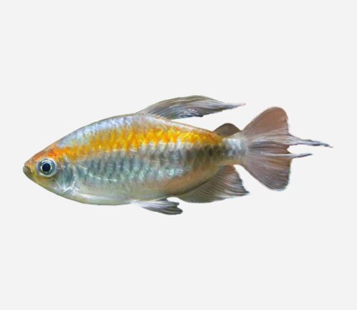 Tetra del Congo Amarillo