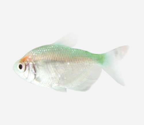 Monjita  Verde
