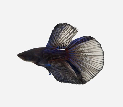 Betta Halfmoon Black light