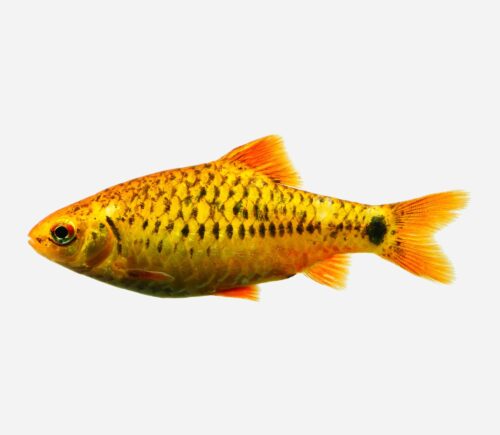Barbo oro