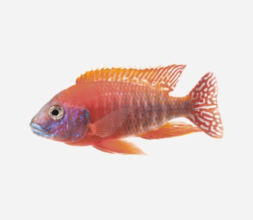 Aulonocara pavo real Rojo