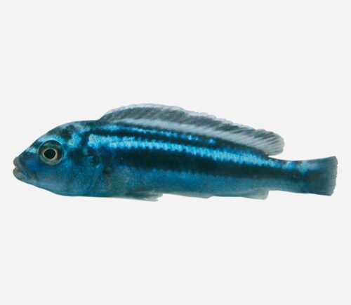 Mbuna cobalto