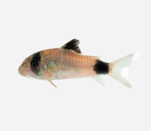 Coridora Panda