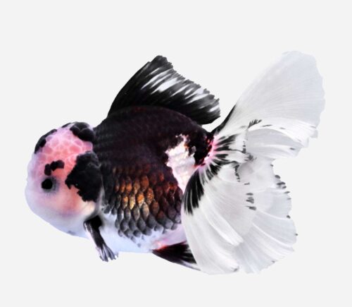 Oranda Panda 💎HQF💎