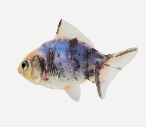 Oranda Tigre