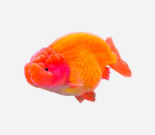 Ranchu Rojo