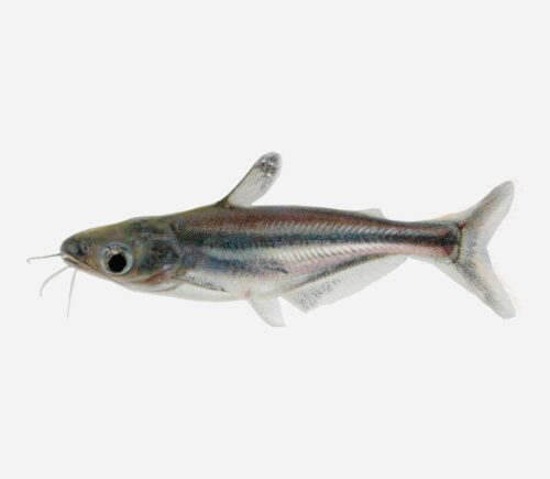 Pangasius