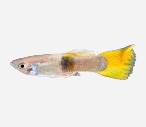 Guppy avispa 💎HQF💎 (macho)