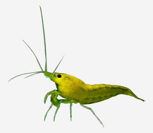 Gamba Limón