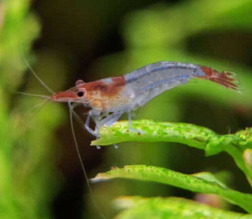 Gamba Blue rili