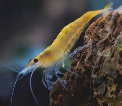 Gamba Amarilla