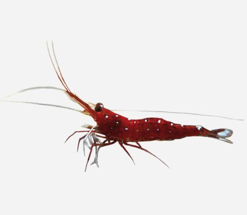Gamba Cardenal