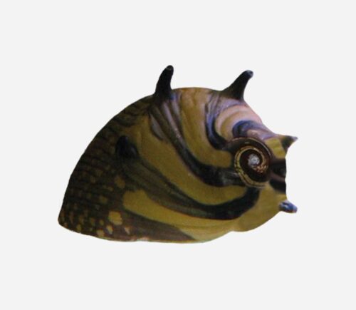 Caracol sol