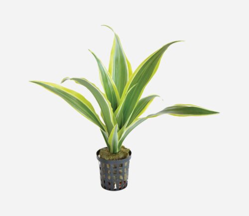 Dracaena sanderiana  Amarilla