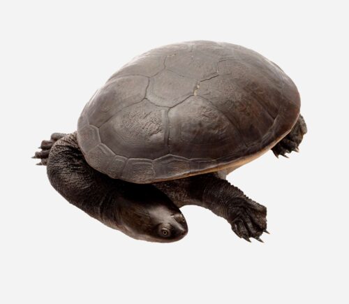 Chelodina rugosa Baby