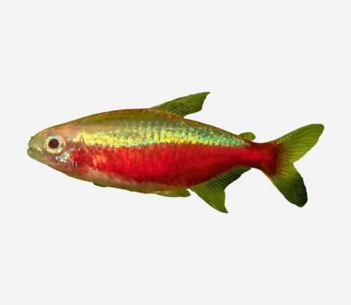 Cardenal Albino