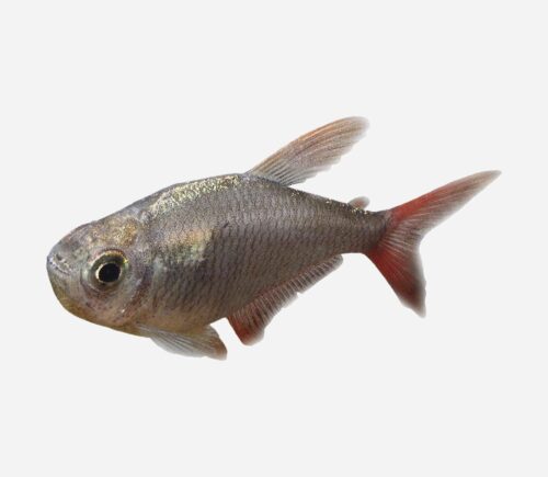 Tetra colombiano