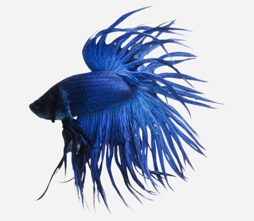 Betta Corona Azul (macho)