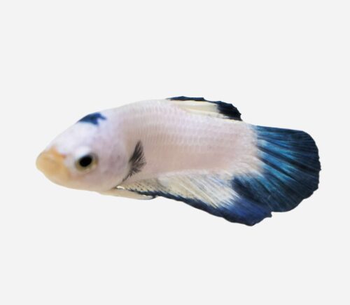 Betta Plakat halfmoon  Rim azul