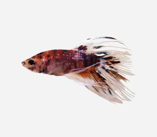 Betta Corona Koi