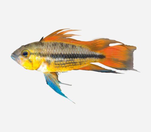 Cíclido enano de Agassizii Doble rojo 💎HQF💎