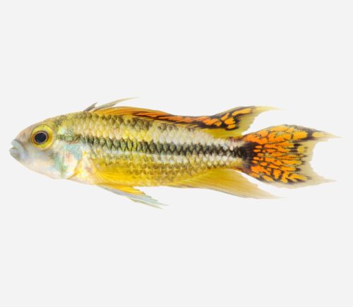 Cíclido enano cacatua Naranja 💎HQF💎