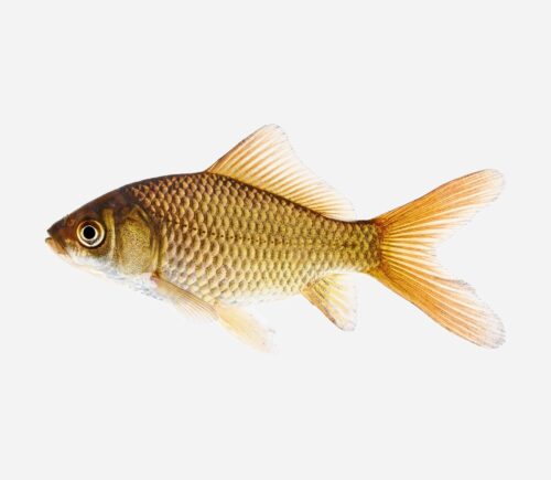 Carpa de cebo