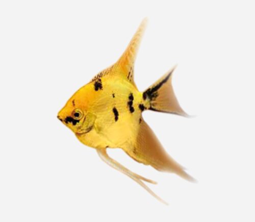 Escalar Mármol dorado
