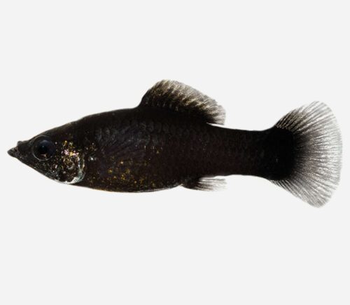 Molly Negro