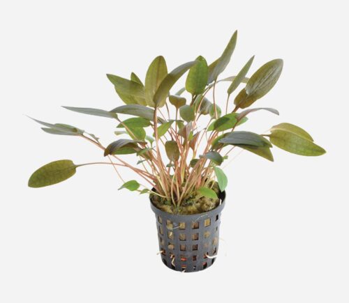 Cryptocoryne wendtii Marrón