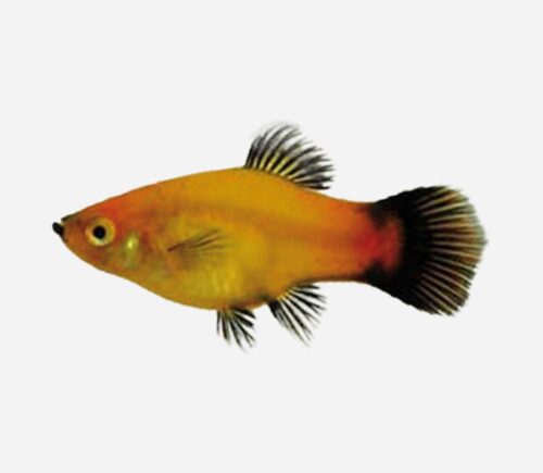 Platy Manzana