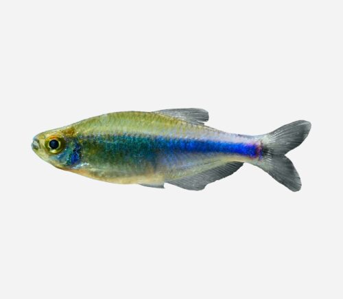 Tetra Azul