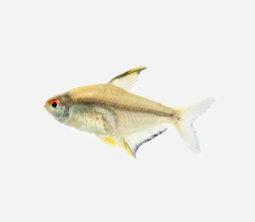 Tetra limón