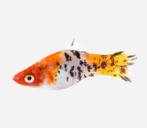 Xipho Tricolor