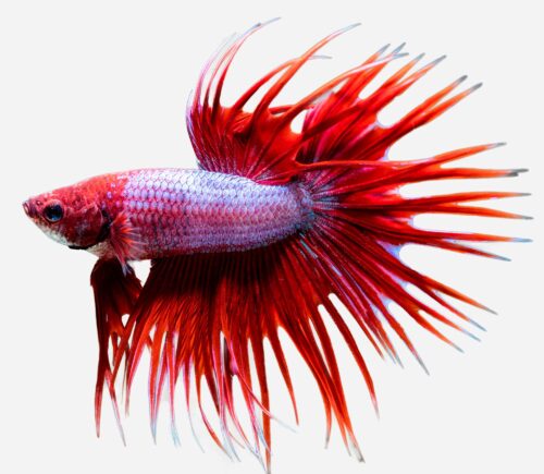 Betta Corona  Lavender 💎HQF💎 (macho)