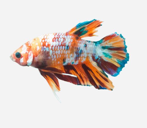 Betta Plakat halfmoon Fancy (macho)