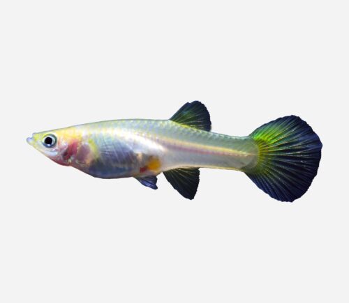 Guppy Alemán amarillo 💎HQF💎 (hembra)