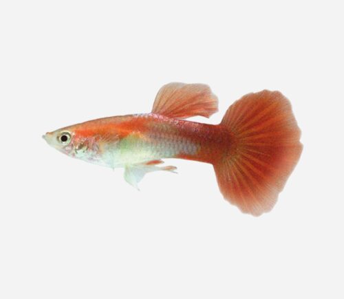Guppy Rojo rubio (macho)